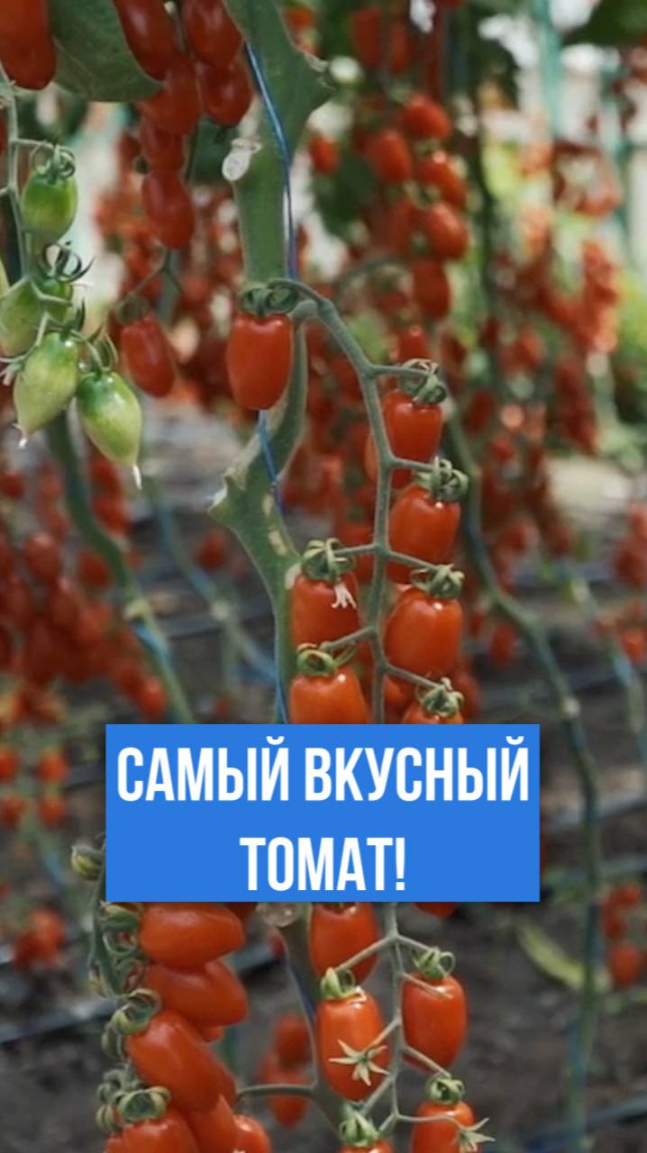 Самый вкусный томат в России!