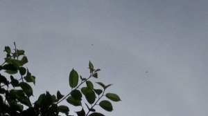 Николаевские Голуби, Алексей Василишин