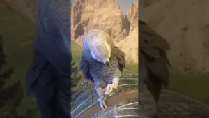 Попугай жако поёт песни