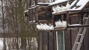 будапештские высоколетные