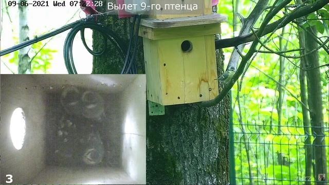 Первый вылет птенцов синичек из гнезда. (09.06.2021 ) смотреть онлайн