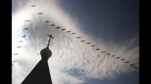 "Раненая птица"