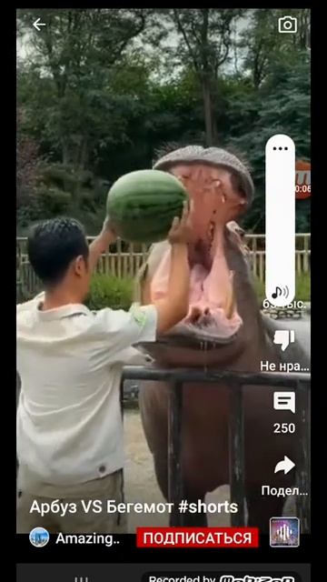 Бегемоты оказываютсь едят орбузы ？ смотреть онлайн