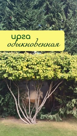 ИРГА обыкновенная