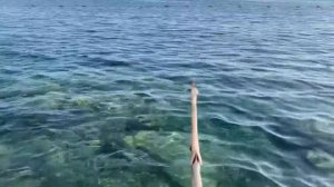 Чудо рыба в Турции.