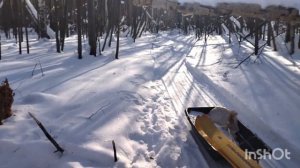 Подкармливаем косулю! Зимой помощь животным необходима! Видео жесткое, слабонервным не смотреть!