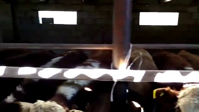 36 бас подсос бар! Породистый-Белоголовый бычоктар сатылады.