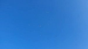 Голуби Одесские турманы - 1  19.02.2020г.