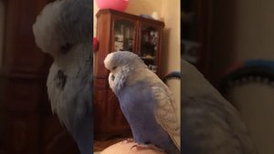 Ввп Чех говорящий попугай Каспер малыш