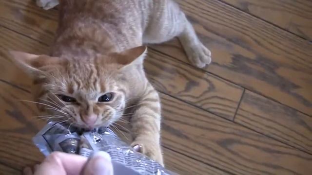 Очень жадный кот!(смешное видео)