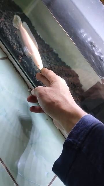 Channa Striata Albino смотреть онлайн