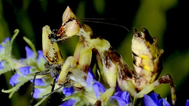 Creobroter pictipennis mantis, L4, feeding vid смотреть онлайн