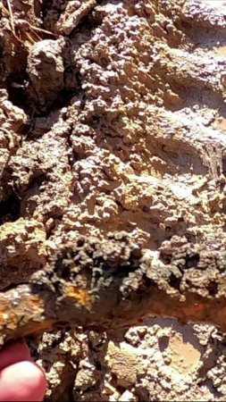 Находка на лесной дороге. Боевой топор, которому 1000 лет!