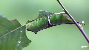 Lesser Puss Moth Caterpillar (Cerura erminea) 2Of2