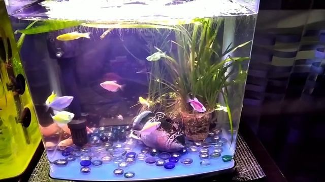 тернеции. Данио смотреть онлайн