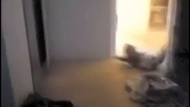 Мая кошка сошла с ума смотреть онлайн