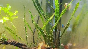 Как я боролась с водорослями в 60-литровке