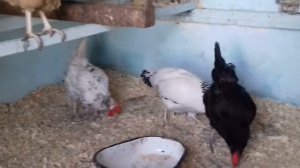 КАКИЕ ПОРОДЫ КУР НЕСУТ ВКУСНЫЕ ЯИЦА🐥🐣