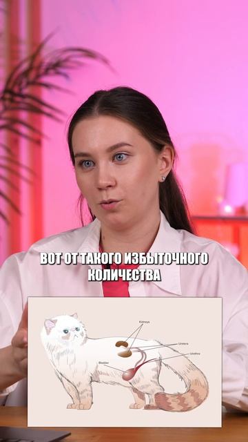 КОШКИ могут пить МОРСКУЮ воду? #ЕГЭ #ОГЭ #егэ2025 #биологияЕГЭ смотреть онлайн