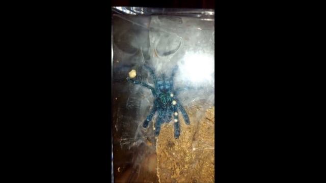 Avicularia Life смотреть онлайн