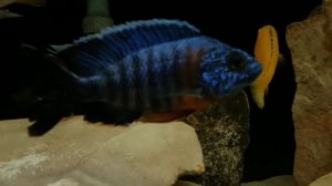 Aulonocara hansbaenschi 'Red Flash'