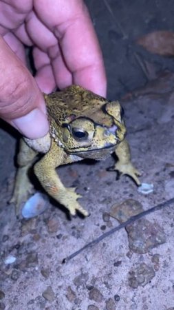 Sound in the forest #toad #shorts #videos #animal #life #rainfrog #hunting #wildlife