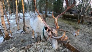 Северный олень