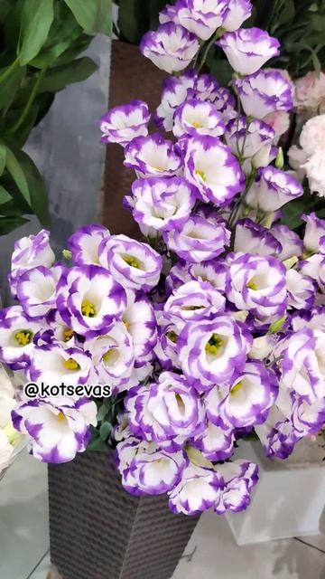 Эустома местная✨ красиваяяя и высокая #эустома #эустоманасрезку