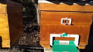 Октябрь пчелы готовится к зиме 2021 г.