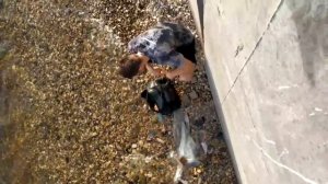 Живодеры утопили кота