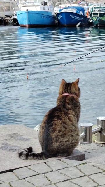 Балаклавский рыбак ждёт когда поймают кефаль