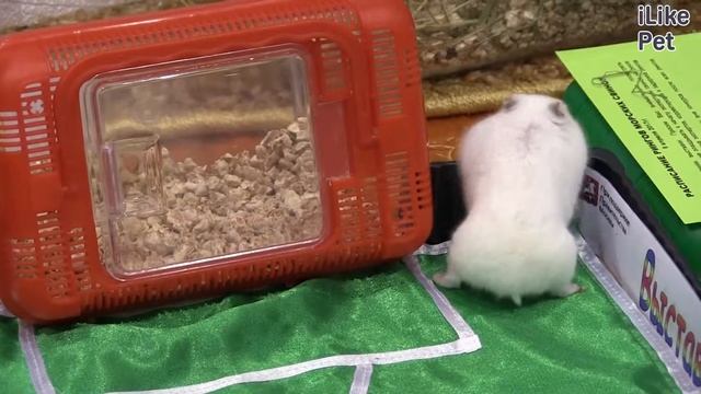 Джунгарский хомяк Питание на ilikepet