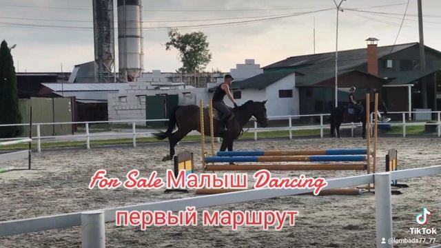 Охеренный конь в продаже #horseforsale #продажалошадей #постойлошадей #школаверховойезды