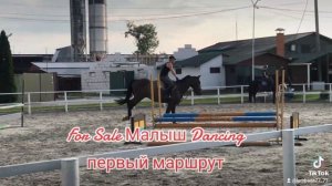 Охеренный конь в продаже #horseforsale #продажалошадей #постойлошадей #школаверховойезды