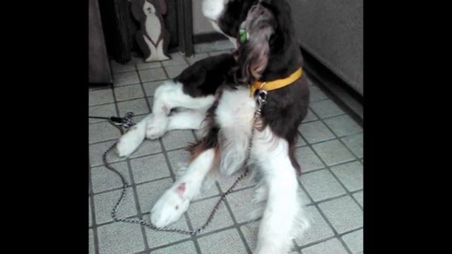 イングリッシュスプリンガースパニエル / English Springer Spaniel / LINEスタンプ / LINE Stickers смотреть онлайн