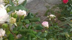 08.06.2024г. Обзор розы Сапфир Saphir ®Tantau Германия, 2015Шрабы (Modern Shrub) #розы #rose