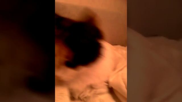 Кошка-тракторушка смотреть онлайн