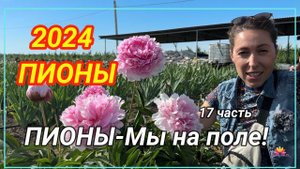 Цветение пионов. Весна 2024 / Сад Ворошиловой