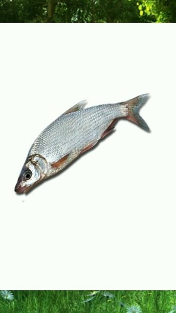 Кратко об сырте смотреть онлайн