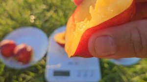 Нектарин Екстрім Ред.Солодка серія нектаринів.