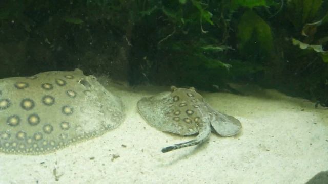 Freshwater Stingray Potamotrygon motoro смотреть онлайн