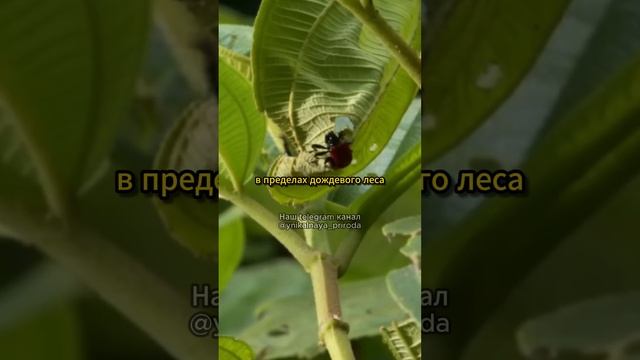 Удивительные жуки с Мадагаскара! смотреть онлайн