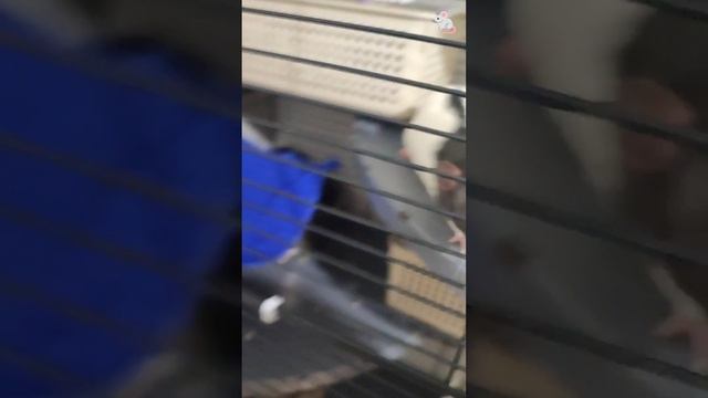 Привезла с дачи шикарные галышики😆 Крысы дамбо + белки дегу❤🔥❤🔥 смотреть онлайн