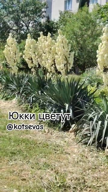 Юкки цветут, красотаааа#юкки
