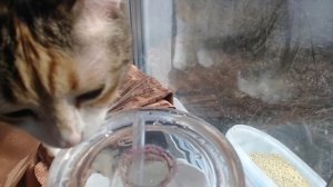 Ещё глоточек