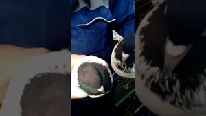 Голуби буденновск