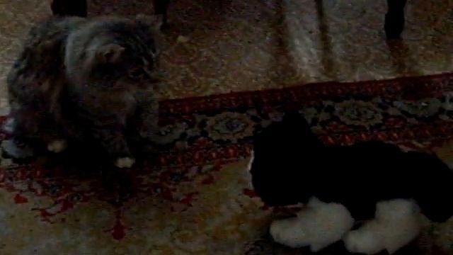 Котэ боится игрушечного котэ.AVI