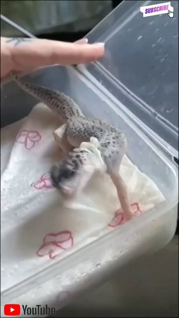Oh My God! Just Look At That - Gecko Ripping Of Its Skin By Mouth