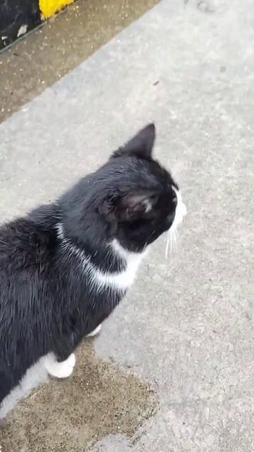 Проверяющий Кот рыбаков)