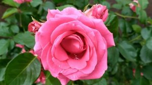 Доверенное 221 серия русская озвучка | Анонс и Дата выхода